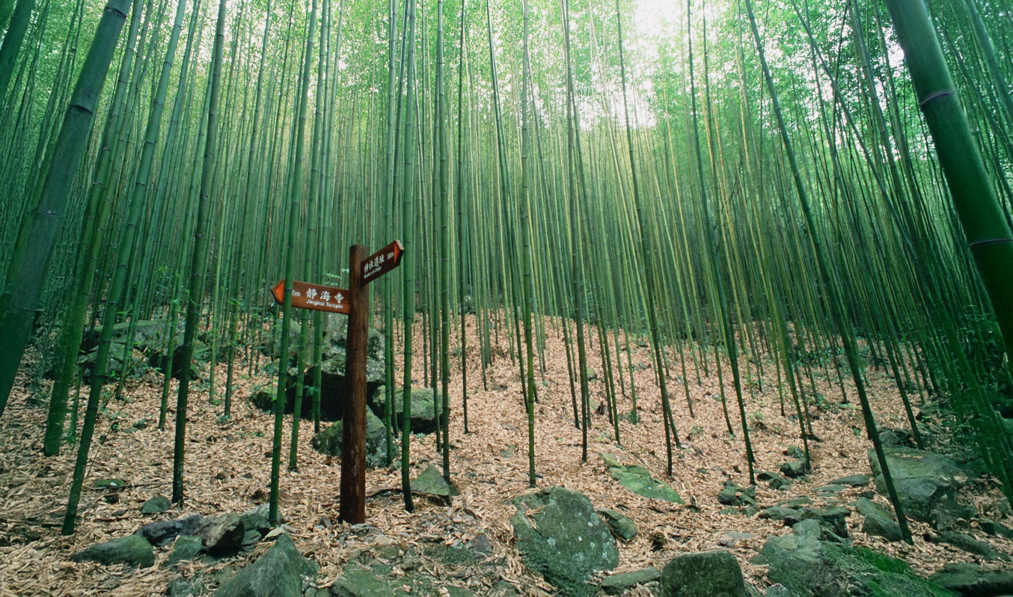 八仙山國家森林遊樂區幽靜竹林