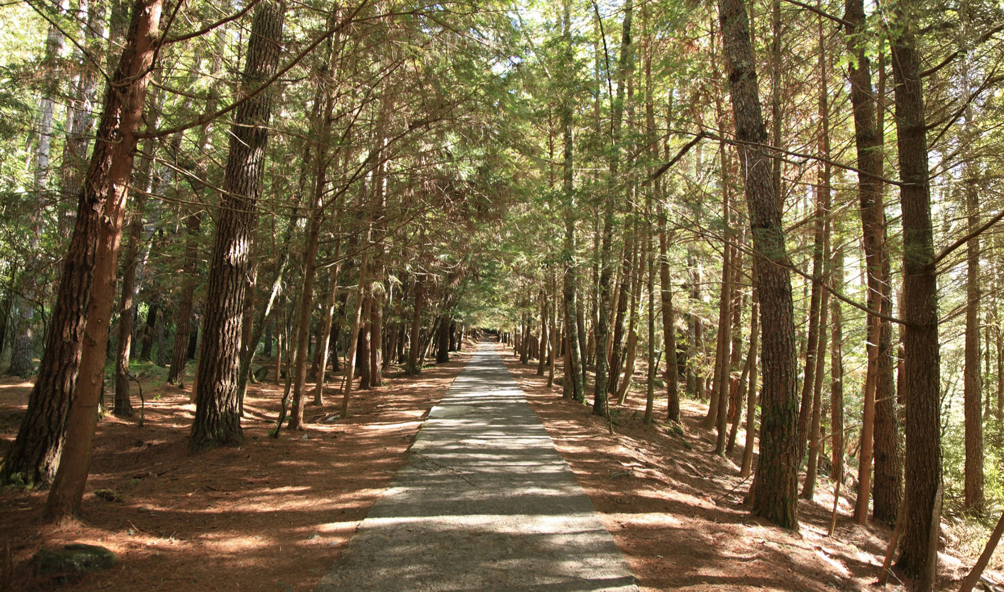 武陵遊樂區-桃山步道
