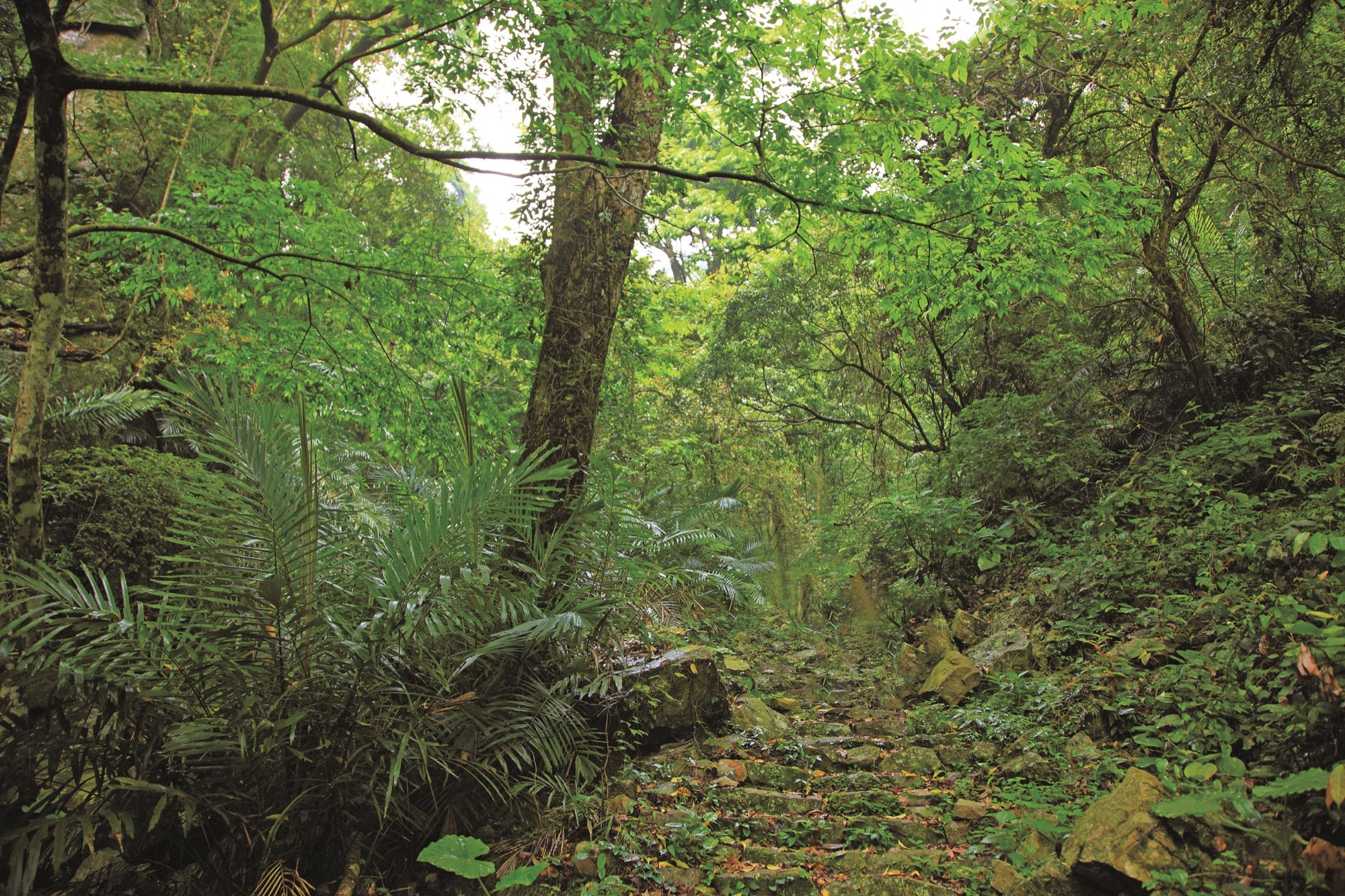 德芙蘭步道石階