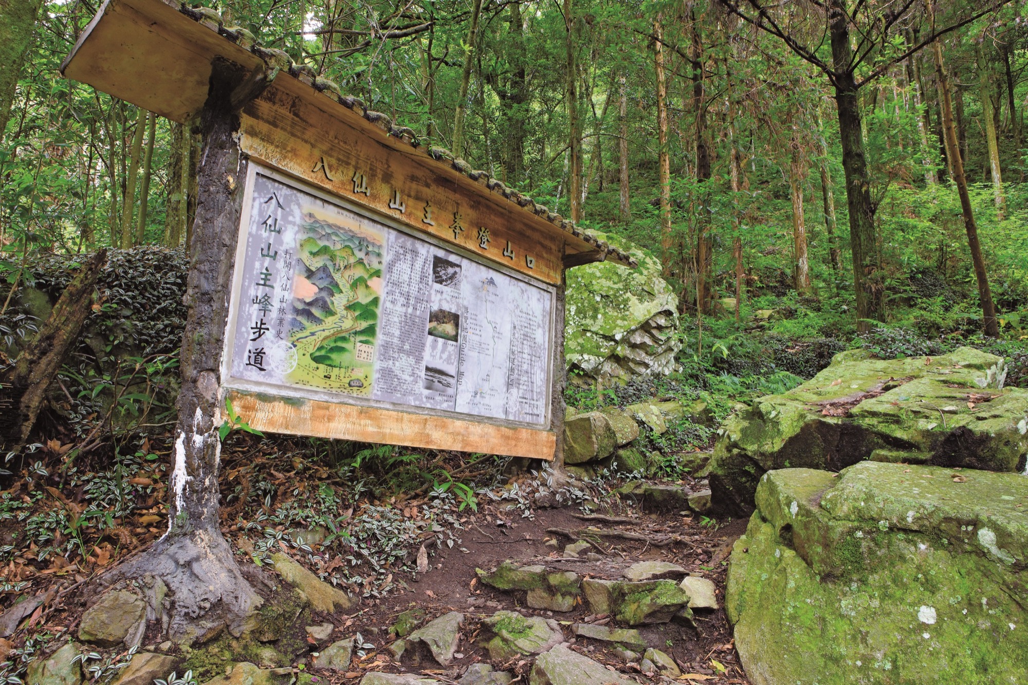 八仙山主峰步道-導覽