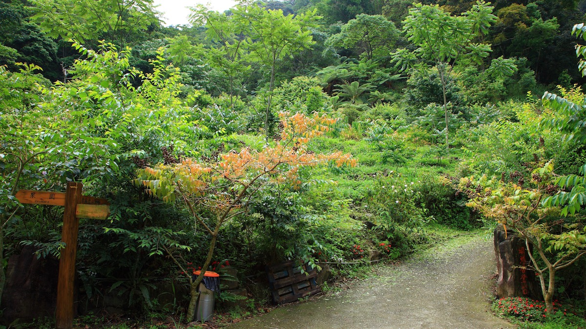 唐麻丹山步道林蔭