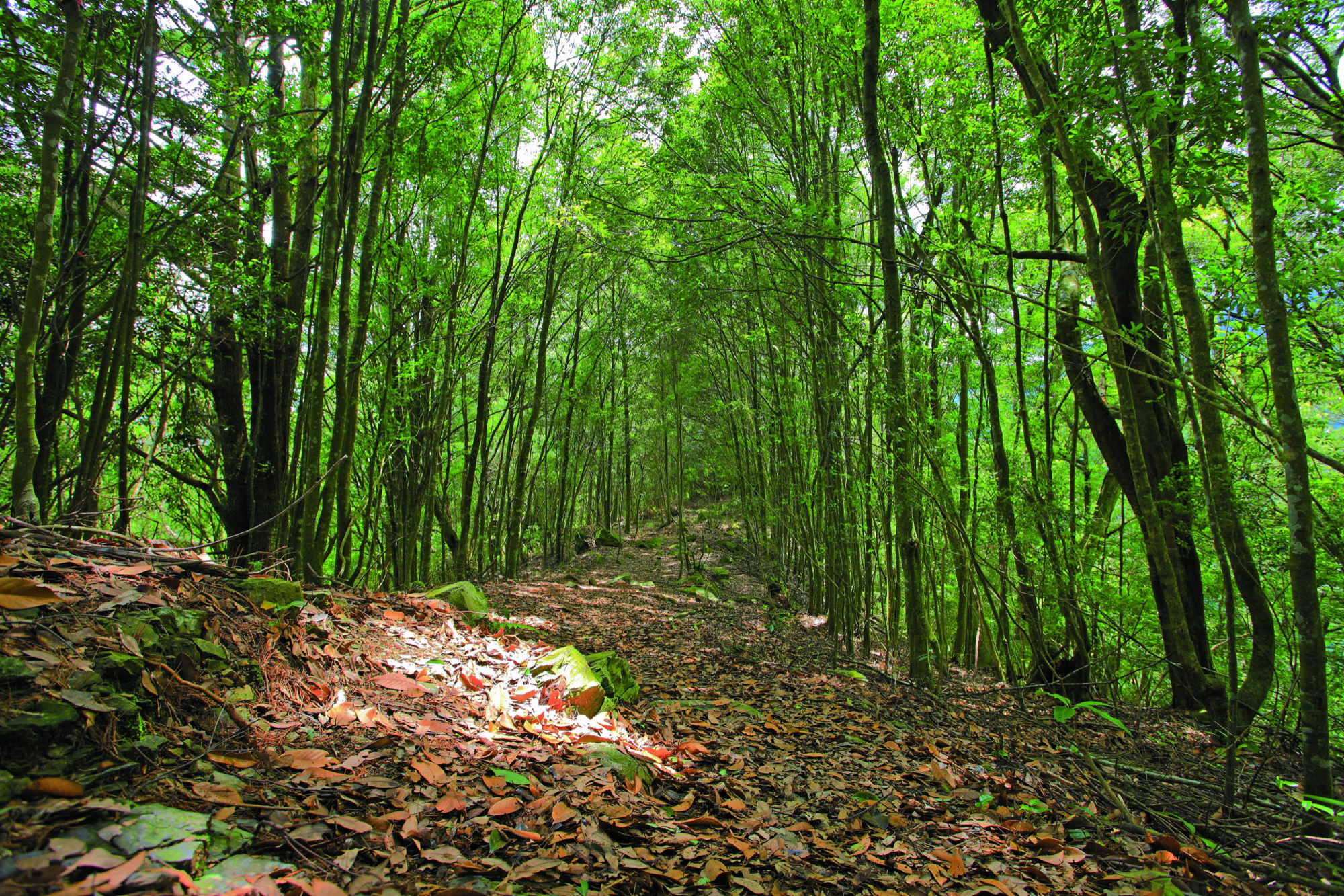 波津加山步道林蔭