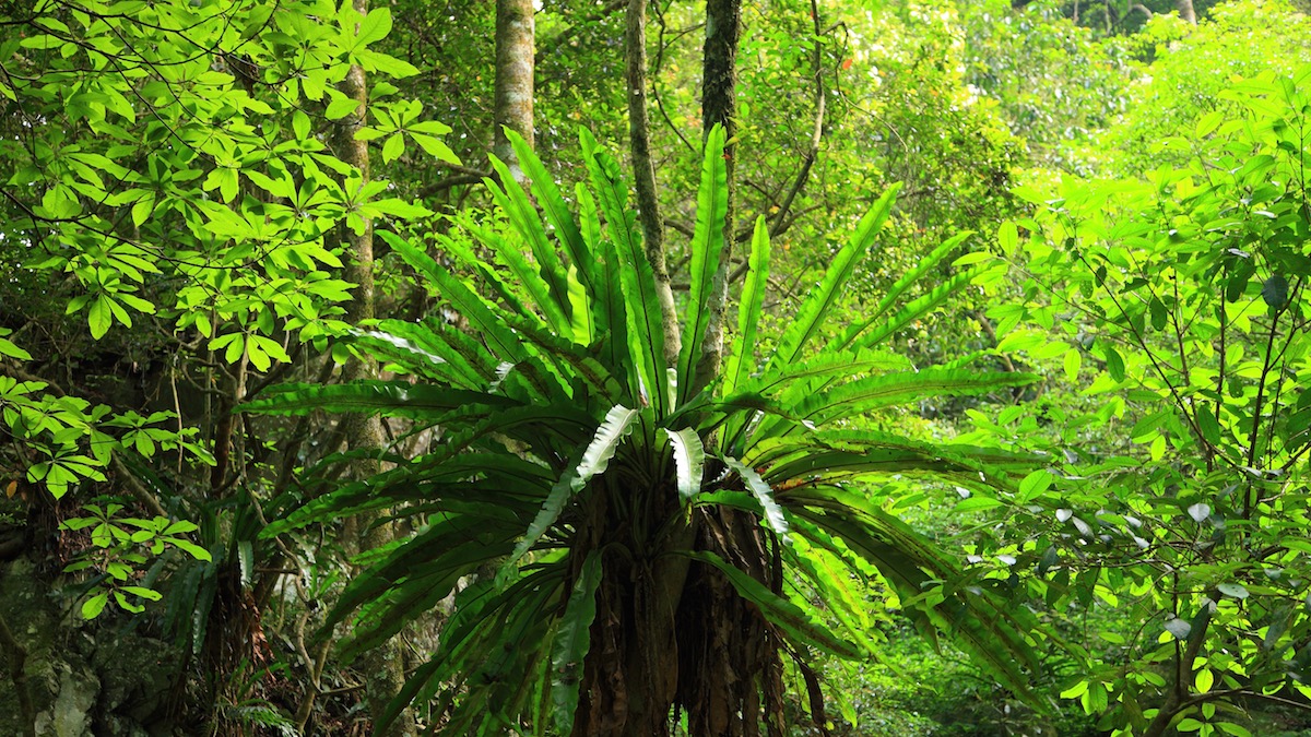 屋我尾山步道台灣山蘇花