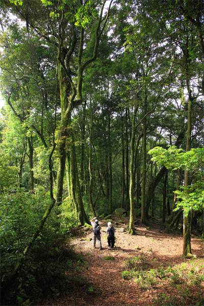 屋我尾山步道-林蔭
