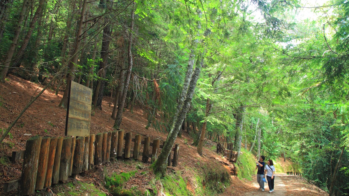 桃山瀑布步道林蔭