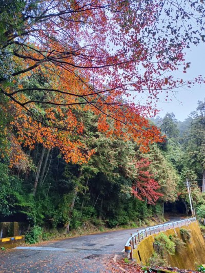 大雪山林道