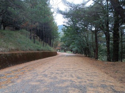 大雪山林道神木支線