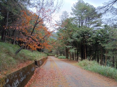 大雪山林道神木支線沿線