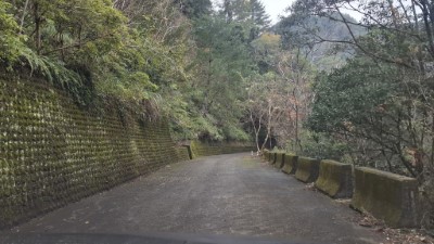 八仙山苗圃林道0k+300