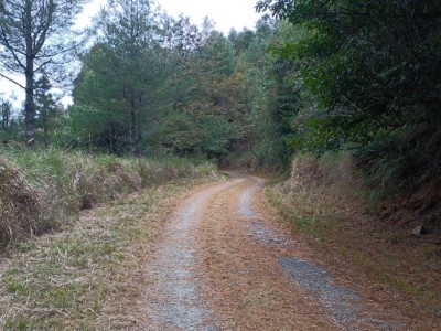 西勢山林道沿線風景