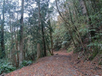 船型山林道沿線風景