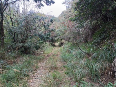 平石山林道沿線