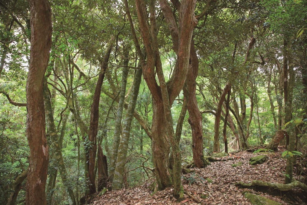 屋我尾山步道