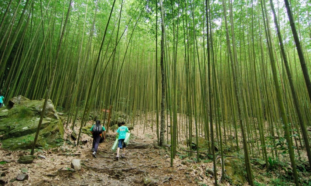八仙山國家森林遊樂區 -竹林