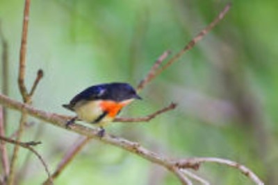 紅胸啄花鳥