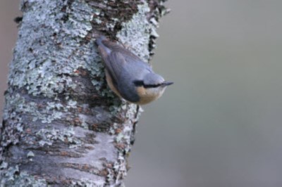 茶腹鳾