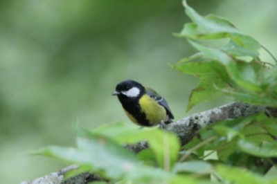 綠背山雀