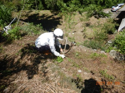 黃先生在烈日下移除植穴旁雜草