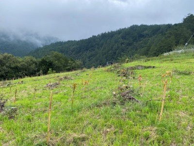 造林地栽植青楓、楓香、紅榨槭現況