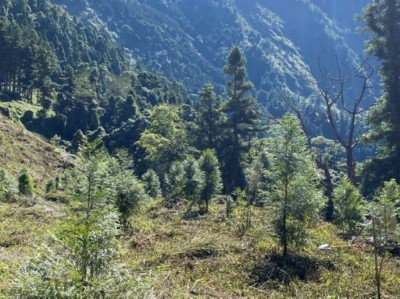 造林地栽植紅檜、楓香、紅榨槭、烏心石現況