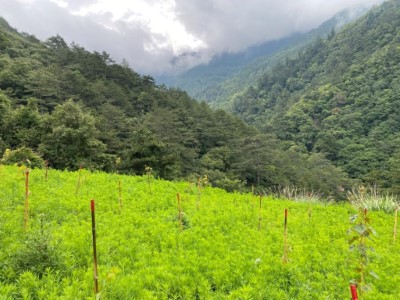 造林地栽植青楓、楓香、紅榨槭、山櫻花現況