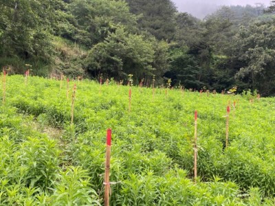 造林地栽植青楓、楓香、紅榨槭、山櫻花現況