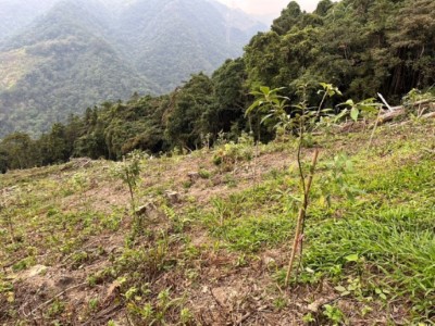 112年國10號，造林面積3.15公頃，造林樹種青剛櫟、赤皮生長情形