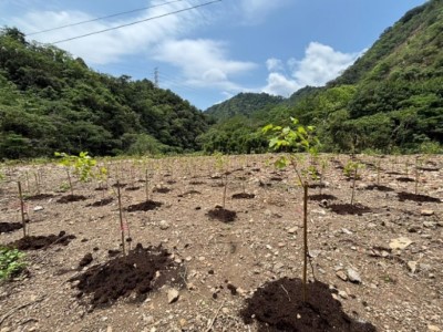 八仙山事業區第22林班栽植楓香生長情形