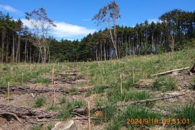 113年國19號大甲溪事業區第45林班栽植木荷、雲杉、阿里山榆、山櫻花、殼斗科生長情形