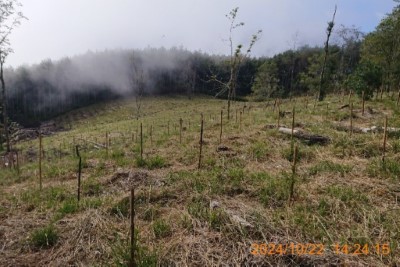 113年國19號大甲溪事業區第45林班栽植木荷、雲杉、阿里山榆、山櫻花、殼斗科生長情形