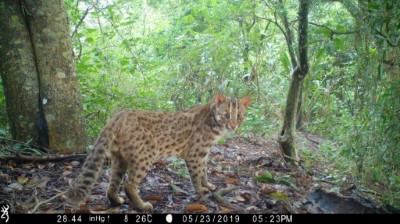 長年推動石虎族群監測，跨域合作棲地保育，串聯野生動物廊道。