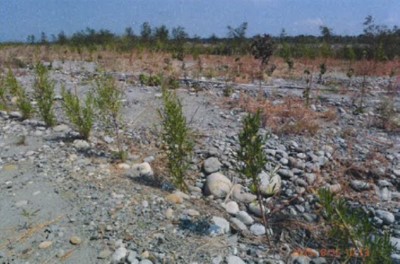04造林木栽植後生長情形良好