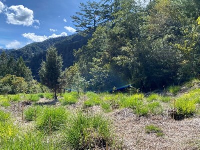 01造林地栽植雲杉、青楓、紅榨槭、塔塔加櫟、三斗石櫟現況