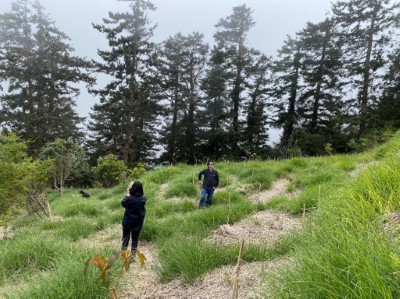02造林地栽植雲杉、青楓、紅榨槭、塔塔加櫟、三斗石櫟現況