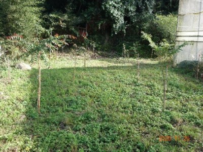 01造林地栽植台灣欅生長良好