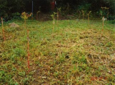02造林地栽植台灣欅生長良好
