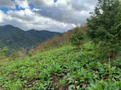 01_114年國追8號，大甲溪事業區第74林班造林面積1.4公頃，收回地造林，種植樹種雲杉、扁柏、山櫻花、三斗石櫟生長情形