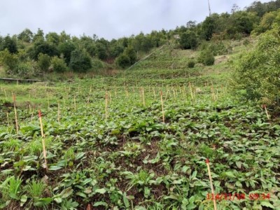 02_114年國追10號，大甲溪事業區第74林班造林面積1.84公頃，收回地造林，種植樹種雲杉、扁柏、山櫻花、紅榨槭生長情形