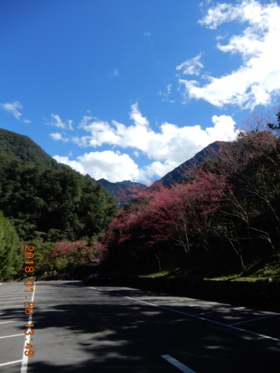 八仙山山櫻花1