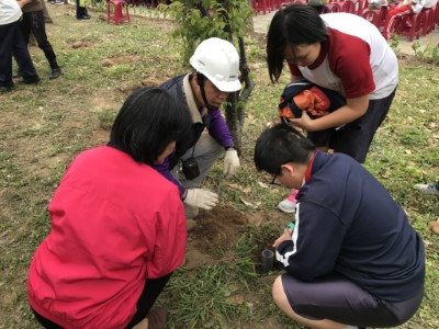 在校園內樹木生長區域裡進行植株根系周邊挖掘透氣孔、埋設透氣管線、投入肥料達到基地改良保護樹木生長的功用1