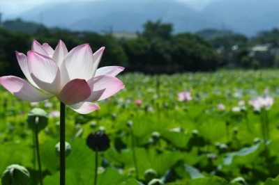 東勢林業文化園區荷花美景1