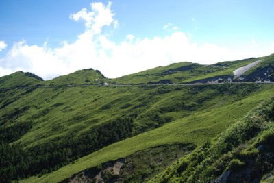 合歡山的玉山箭竹形成毛毯般的景緻