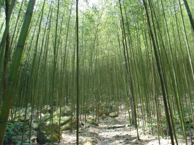 八仙山森林遊樂區步道群