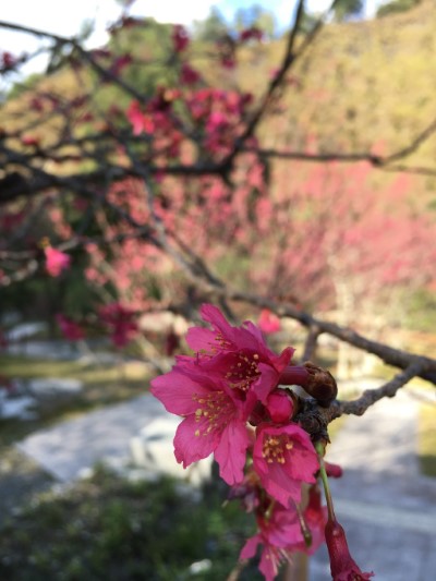 山櫻花特寫