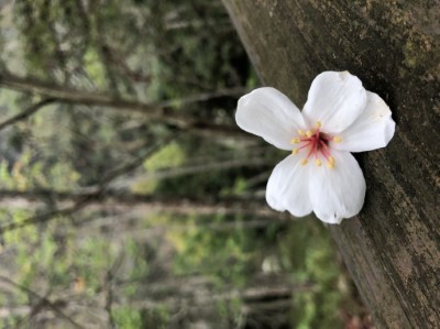 八仙山桐花