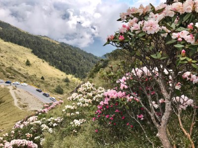 高山杜鵑