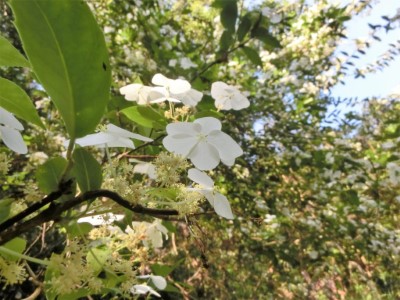 母親節正逢華八仙的花期