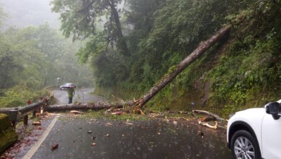 大雪山林道29.5k樹木倒塌