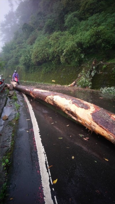 大雪山林道29.6k樹木斷裂