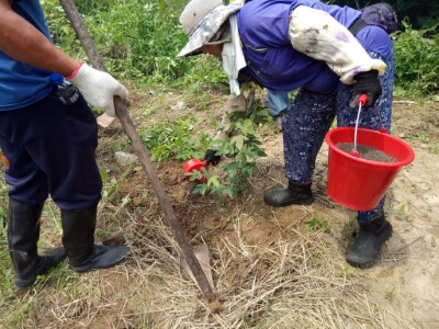 生態除草及施肥保護幼小造林木